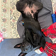 Sniper joined the competition — help win amazing prizes! dog, black_dog, pet, animal, lying_down, upside_down, ears, blanket, rug, toy, indoor, floor, plaid_pants, socks, cozy, playful, looking_up, domestic, relaxed, companion