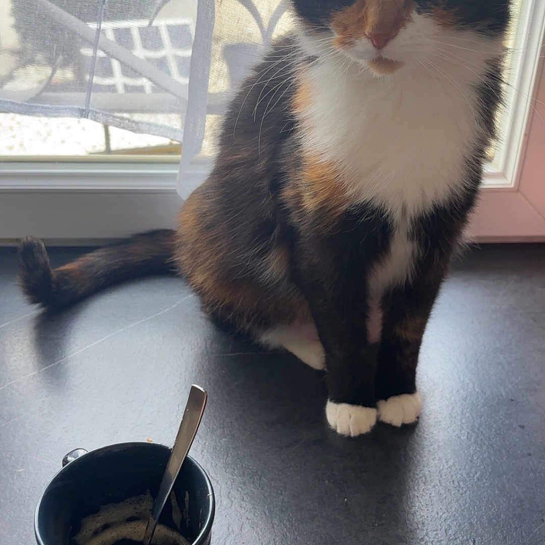 Ruby a rejoint le concours — aidez-le/la à gagner de superbes lots ! animal, beverage, bowl, bucket, cat, coffee, coffeecup, cookware, cup, cutlery, food, hardwood, kitten, manx, pet, plant, pottedplant, spoon, window, wood