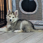 Willow is registered to the contest to win money with this photo: animal, cat_tree, cozy, curious, cute, dog, ears, floor, furry, gate, home, husky, indoor, looking, lying_down, pet, puppy, tail, wooden_floor, young