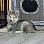 animal, cat_tree, cozy, curious, cute, dog, ears, floor, furry, gate, home, husky, indoor, looking, lying_down, pet, puppy, tail, wooden_floor, young