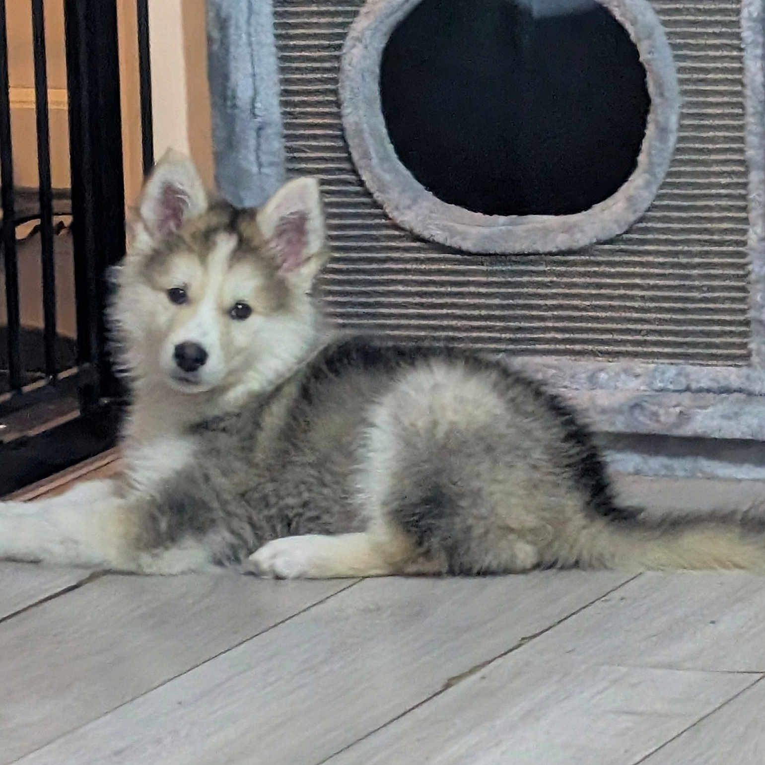 Willow is registered to the contest to win money with this photo: animal, cat_tree, cozy, curious, cute, dog, ears, floor, furry, gate, home, husky, indoor, looking, lying_down, pet, puppy, tail, wooden_floor, young