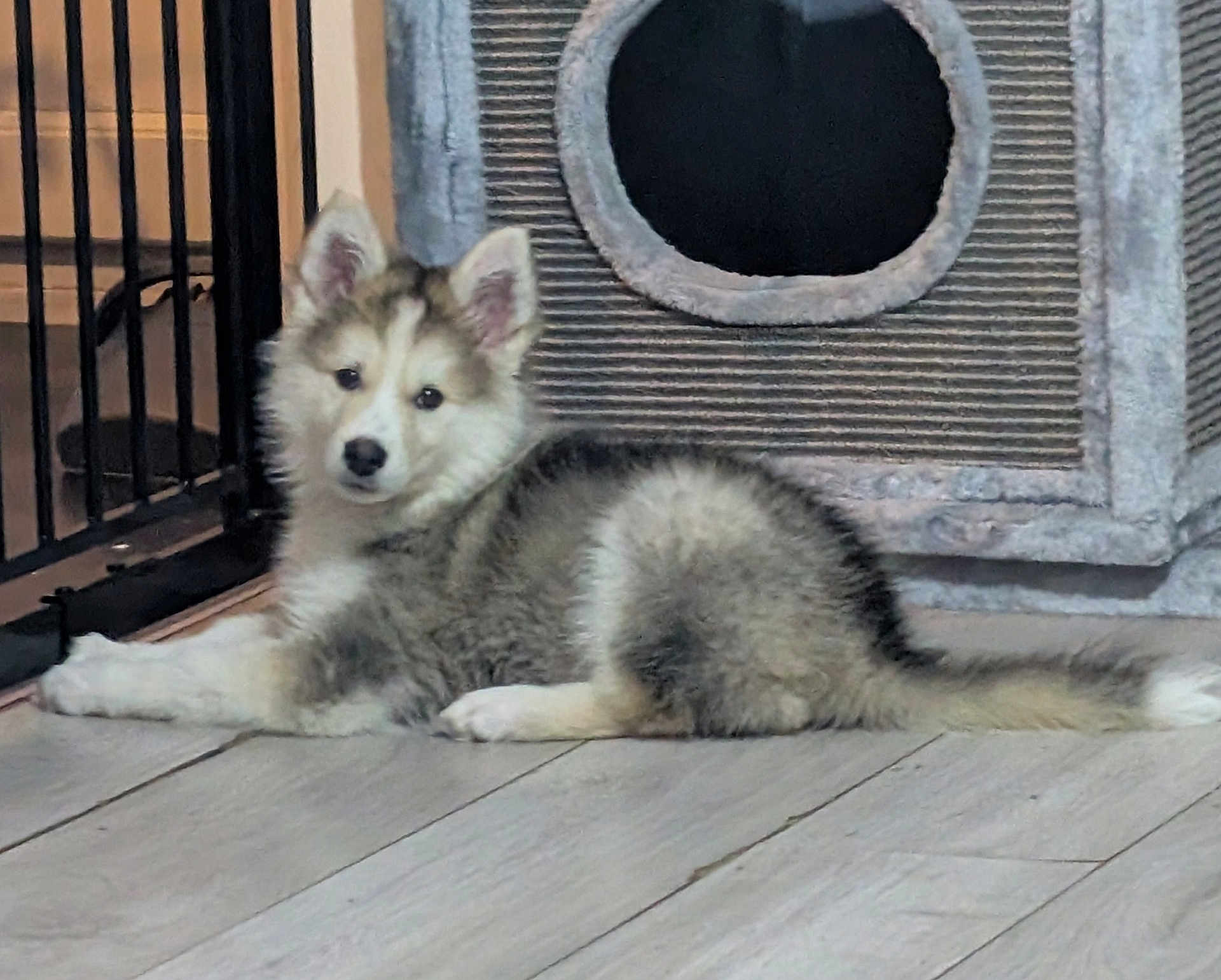 Willow