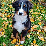 Arko participe au concours pour gagner de l'argent avec cette photo : animal, autumn, bernese_mountain_dog, black, brown, cute, dog, fall, fluffy, fur, garden, grass, leaves, nature, outdoor, pet, puppy, sitting, white, young_dog