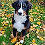 animal, autumn, bernese_mountain_dog, black, brown, cute, dog, fall, fluffy, fur, garden, grass, leaves, nature, outdoor, pet, puppy, sitting, white, young_dog
