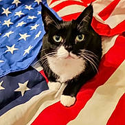 Champion joined the competition — help win amazing prizes! cat, tuxedo_cat, american_flag, black_and_white, pet, animal, whiskers, green_eyes, fur, indoor, closeup, laying, cute, domestic_cat, portrait, mammal, striped, stars, red, blue