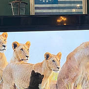 Hero joined the competition — help win amazing prizes! cat, lion, television, indoor, decor, flag, clock, lantern, star, animal, wildlife, curious, black_and_white, domestic, grass, screen, watching, feline, nature, room