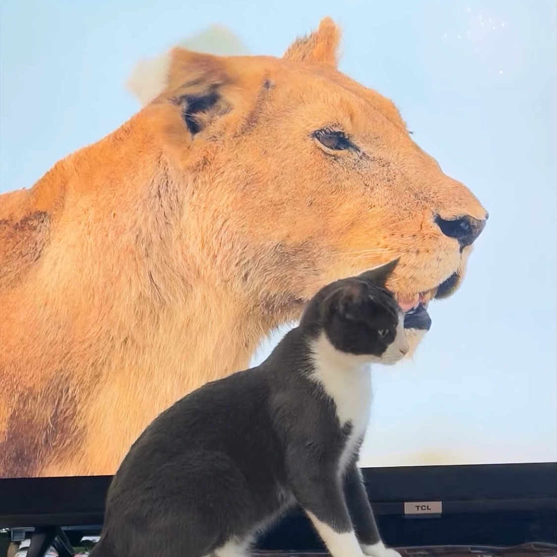 Hero is registered to the contest to win money with this photo: cat, lion, television, animal, domestic_cat, wild_animal, contrast, sitting, black_and_white_cat, profile, screen, indoor, pet, feline, close_up, side_view, background, domestic, nature, wildlife