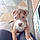 Lettie
