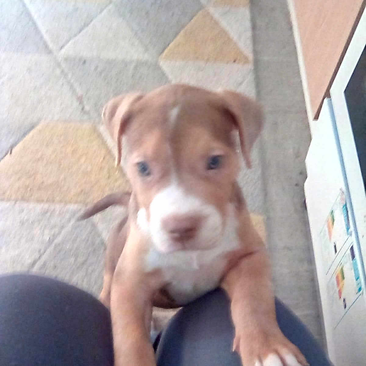 Lettie