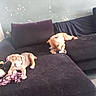 puppy, dog, couch, indoor, pet, playing, toy, brown_dog, black_couch, fur, resting, house, wall, animal, young_dog, cute, domestic, canine, relaxing, furniture