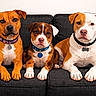 dog, puppy, couch, indoor, pet, collar, brown_dog, white_dog, tri_color_dog, seated, looking_at_camera, domestic_animal, canine, animal_portrait, cute, three_dogs, furniture, resting, front_paws, alert