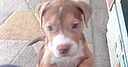 Lettie joined the competition — help win amazing prizes! puppy, dog, brown, white, indoor, carpet, knees, cabinets, floor, pet, animal, cute, young, climbing, front_paws, home, playful, closeup, blurred, excited