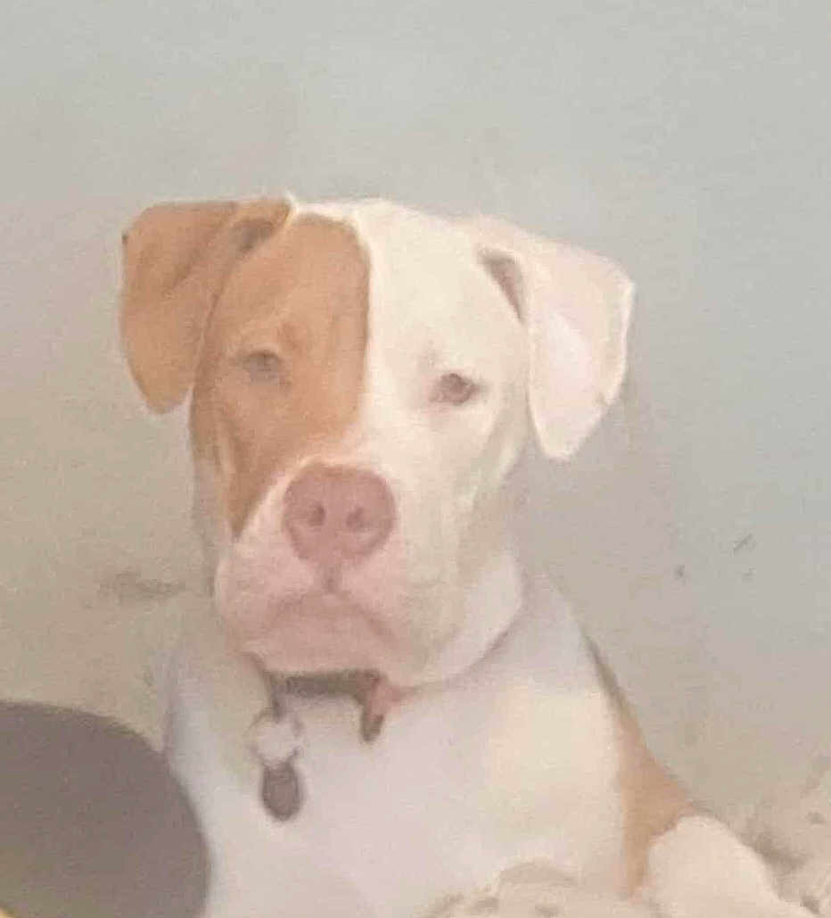 Bruno
