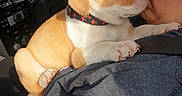 Bruno is registered to the contest to win money with this photo: accessories, alloywheel, animal, baby, beagle, canine, car, carwheel, dog, hound, machine, person, pet, puppy, spoke, strap, tire, transportation, vehicle, wheel