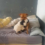 Bobbie is registered to the contest to win money with this photo: dog, bed, stuffed_toy, pillow, brown_dog, indoor, furniture, plush_toy, pet, animal, wall, sleeping_area, blanket, cozy, domestic, small_dog, toy, resting, soft_toy, room
