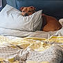 Bobbie joined the competition — help win amazing prizes! dog, bed, pillow, blanket, brown_dog, resting, indoor, cozy, comfortable, sleepy, pet, animal, furniture, home, relaxed, canine, laying, domestic, bedroom, soft