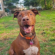 Himareson is registered to the contest to win money with this photo: dog, brown_dog, happy, smiling, tongue_out, collar, id_tag, sitting, grass, backyard, trees, house, outdoor, portrait, white_chest_patch, paws, canine, closeup, playful, nose