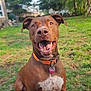 dog, brown_dog, happy, smiling, tongue_out, collar, id_tag, sitting, grass, backyard, trees, house, outdoor, portrait, white_chest_patch, paws, canine, closeup, playful, nose