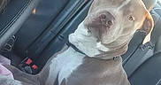 Cold Blue Steel is registered to the contest to win money with this photo: dog, pit_bull, car, leather_seat, pet, animal, canine, sitting, inside, vehicle, collar, looking, daylight, window, head, ears, fur, domestic_animal, portrait, companion