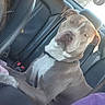 animal, canine, car, collar, companion, daylight, dog, domestic_animal, ears, fur, head, inside, leather_seat, looking, pet, pit_bull, portrait, sitting, vehicle, window
