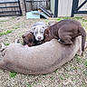 Cold Blue Steel joined the competition — help win amazing prizes! puppies, dog, outdoor, yard, grass, fence, shed, playful, animal, cute, pet, mammal, brown, gray, young, canine, nature, pile, resting, companionship
