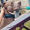 animal, blue_collar, brick_wall, calm, canine, chair, daylight, dog, domestic_animal, grass, hand, metal, outdoor, person_hand, pet, relaxed, side_view, sitting, window, yard