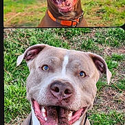 Cold Blue Steel joined the competition — help win amazing prizes! dog, outdoor, grass, smiling, pet, canine, happy, animal, portrait, closeup, nature, collar, brown_dog, grey_dog, tongue_out, ears, face, background, daylight, expression