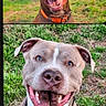 animal, background, brown_dog, canine, closeup, collar, daylight, dog, ears, expression, face, grass, grey_dog, happy, nature, outdoor, pet, portrait, smiling, tongue_out