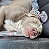Cold Blue Steel is registered to the contest to win money with this photo: dog, sleeping, couch, blanket, cozy, relaxed, pet, fur, animal, indoors, comfort, snout, ears, nose, paw, resting, home, closeup, canine, cute