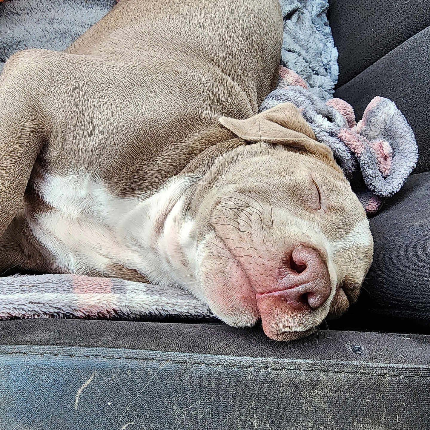 Cold Blue Steel is registered to the contest to win money with this photo: dog, sleeping, couch, blanket, cozy, relaxed, pet, fur, animal, indoors, comfort, snout, ears, nose, paw, resting, home, closeup, canine, cute