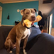 Cold Blue Steel is registered to the contest to win money with this photo: animal, blue_wall, brown_dog, canine, chew_toy, collar, couch, dog, domestic_animal, furniture, home, house, indoor, living_room, pet, pet_toy, playful, room, seated, toy