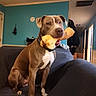 animal, blue_wall, brown_dog, canine, chew_toy, collar, couch, dog, domestic_animal, furniture, home, house, indoor, living_room, pet, pet_toy, playful, room, seated, toy
