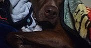 Himareson joined the competition — help win amazing prizes! animal, blanket, brown_dog, closeup, cozy, dark, digital_screen, dog, fur, indoor, pet, phone_screen, picture_in_picture, portrait, reflection, relaxed, resting, sleepy, snug, soft_texture