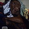 animal, blanket, brown_dog, closeup, cozy, dark, digital_screen, dog, fur, indoor, pet, phone_screen, picture_in_picture, portrait, reflection, relaxed, resting, sleepy, snug, soft_texture
