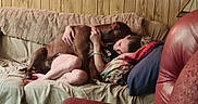 Himareson is registered to the contest to win money with this photo: arm, blanket, brown_dog, couch, cuddling, dog, dog_face, hugging, human_face, lamp, legs, living_room, person, pet, pillow, recliner, sofa, t_shirt, tattoo, wood_paneling