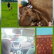 Himareson joined the competition — help win amazing prizes! car, casual, closeup, clouds, dashboard, dog, field, floral_pattern, grass, hand, indoor, leash, orange_collar, person, plush_toy, running, seat, sky, sleeping, wood_carving