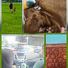 car, casual, closeup, clouds, dashboard, dog, field, floral_pattern, grass, hand, indoor, leash, orange_collar, person, plush_toy, running, seat, sky, sleeping, wood_carving