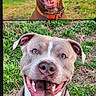 animal, brown_dog, canine, close_up, collar, companions, cute, dog, dogs, family, grass, gray_dog, happy, nature, outdoor, pet, playful, portrait, smiling, tongue_out