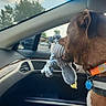 bird_toy, brown_dog, car_door, car_interior, clouds, dashboard, daytime, dog, dog_collar, dog_tag, leather_seat, passenger_seat, pet, plush_toy, seat, sky, sunlight, toy_in_mouth, trees, window