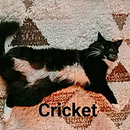 Cricket joined the competition — help win amazing prizes! cat, black_cat, white_cat, animal, pet, feline, lying_down, relaxed, blanket, patterned_blanket, indoors, close_up, whiskers, green_eyes, paws, tail, fur, portrait, text_overlay, cozy