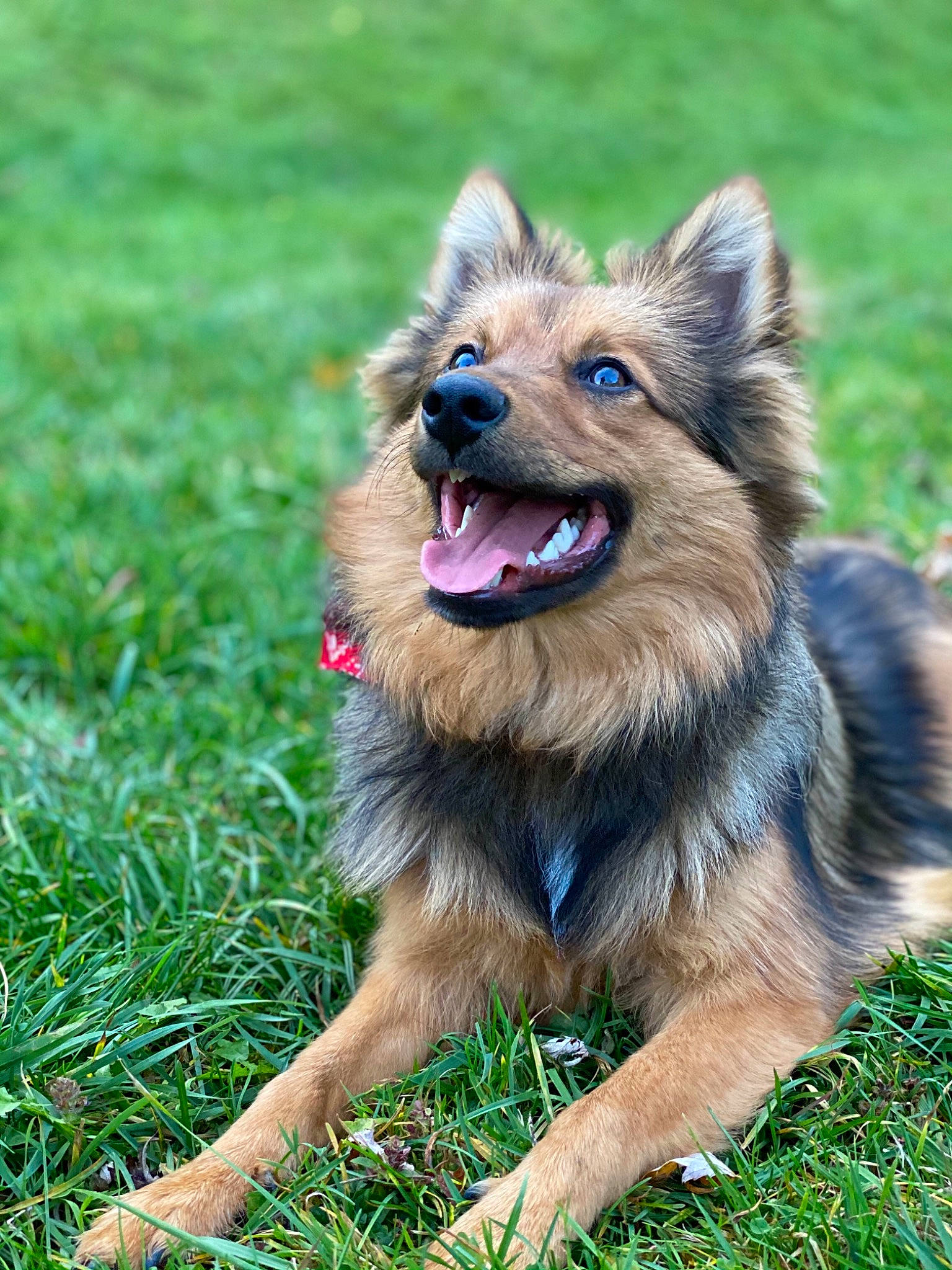 Papuche a rejoint le concours — aidez-le/la à gagner de superbes lots ! bohemian_shepherd, canidae, carnivore, companion_dog, dog, dog_breed, fawn, mammal, old_german_shepherd_dog, rare_breed_dog, shiloh_shepherd_dog, tervuren, vertebrate