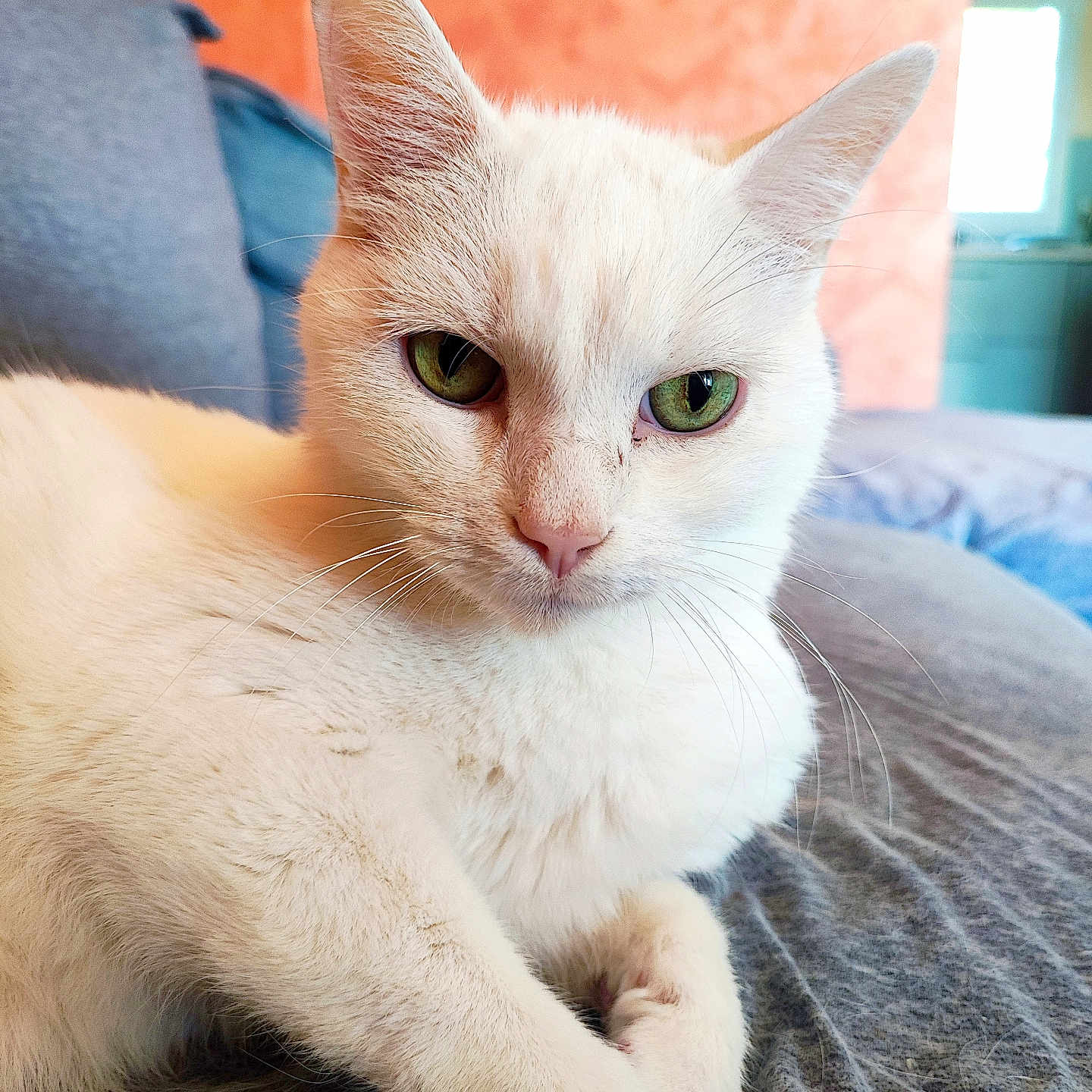 Deybra participe au concours pour gagner de l'argent avec cette photo : abyssinian, angora, animal, blanket, cat, couch, furniture, kitten, manx, pet, siamese