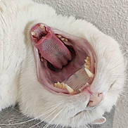 Deybra participe au concours pour gagner de l'argent avec cette photo : cat, white_cat, yawning, mouth, tongue, teeth, close_up, fur, pet, animal, whiskers, nose, sleeping, relaxed, indoor, feline, cute, soft, mammal, head