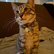 Aïko a rejoint le concours — aidez-le/la à gagner de superbes lots ! animal, blanket, cat, closeup, collar, curious, cute, domestic, ears, feline, fur, indoor, kitten, name_tag, paws, pet, sitting, tabby, whiskers, young