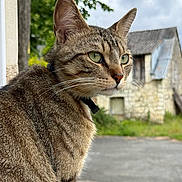 Aïko participe au concours pour gagner de l'argent avec cette photo : animal, building, cat, closeup, cloudy, collar, curious, fur, greenery, nature, outdoor, pet, portrait, roof, sideview, sky, stone, tabby, whiskers, window