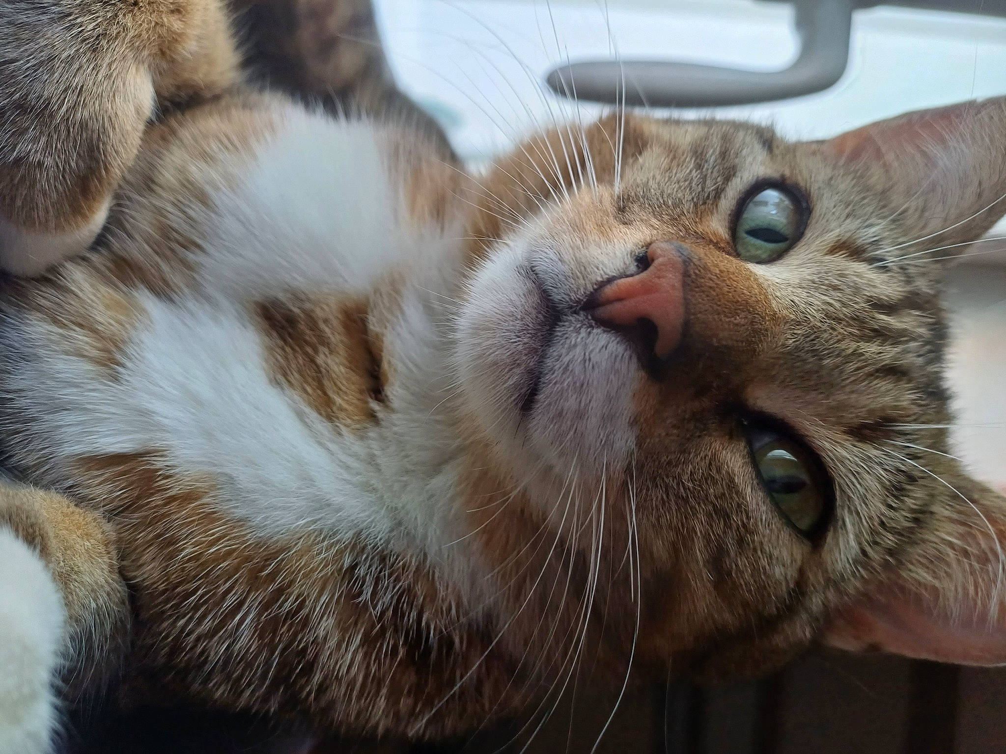 Pitch participe au concours pour gagner de l'argent avec cette photo : carnivore, cat, claw, close_up, comfort, domestic_short_haired_cat, fawn, felidae, fur, nap, paw, sleep, small_to_medium_sized_cats, snout, terrestrial_animal, whiskers, wildlife