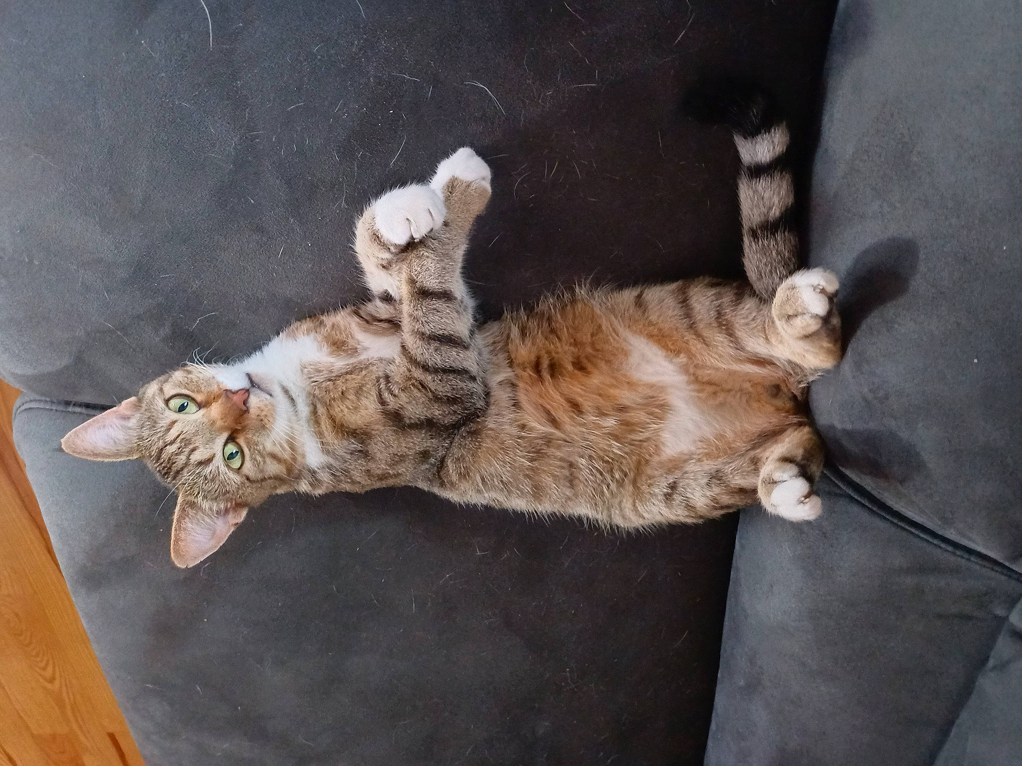 Pitch participe au concours pour gagner de l'argent avec cette photo : carnivore, cat, claw, domestic_short_haired_cat, felidae, fur, paw, small_to_medium_sized_cats, snout, tail, whiskers