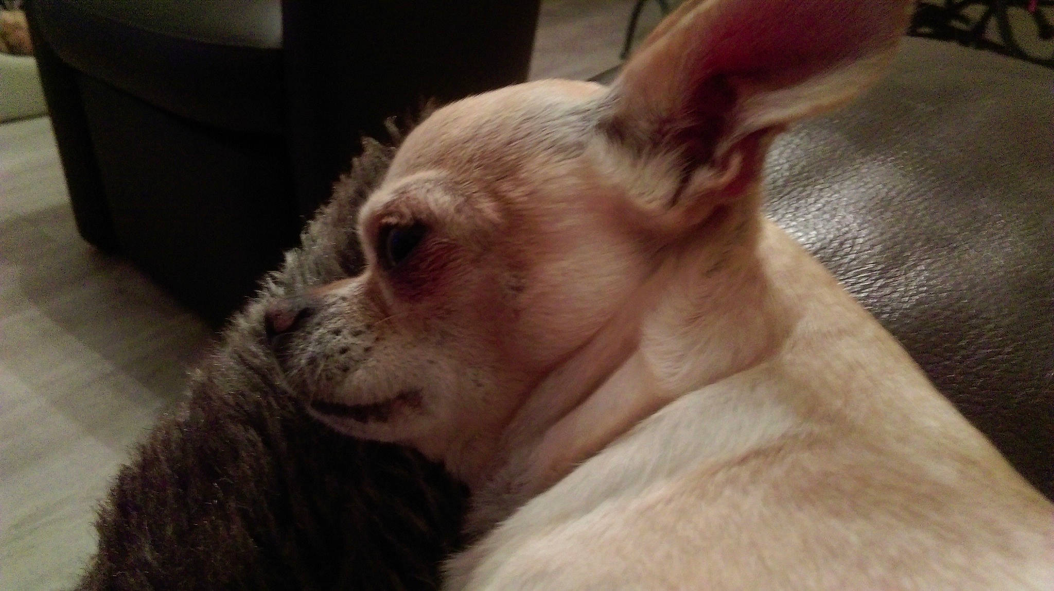 Hisko a rejoint le concours — aidez-le/la à gagner de superbes lots ! boston_terrier, canidae, carnivore, companion_dog, dog, dog_breed, ear, fawn, french_bulldog, mammal, non_sporting_group, nose, pit_bull, puppy, skin, snout, whiskers, wrinkle