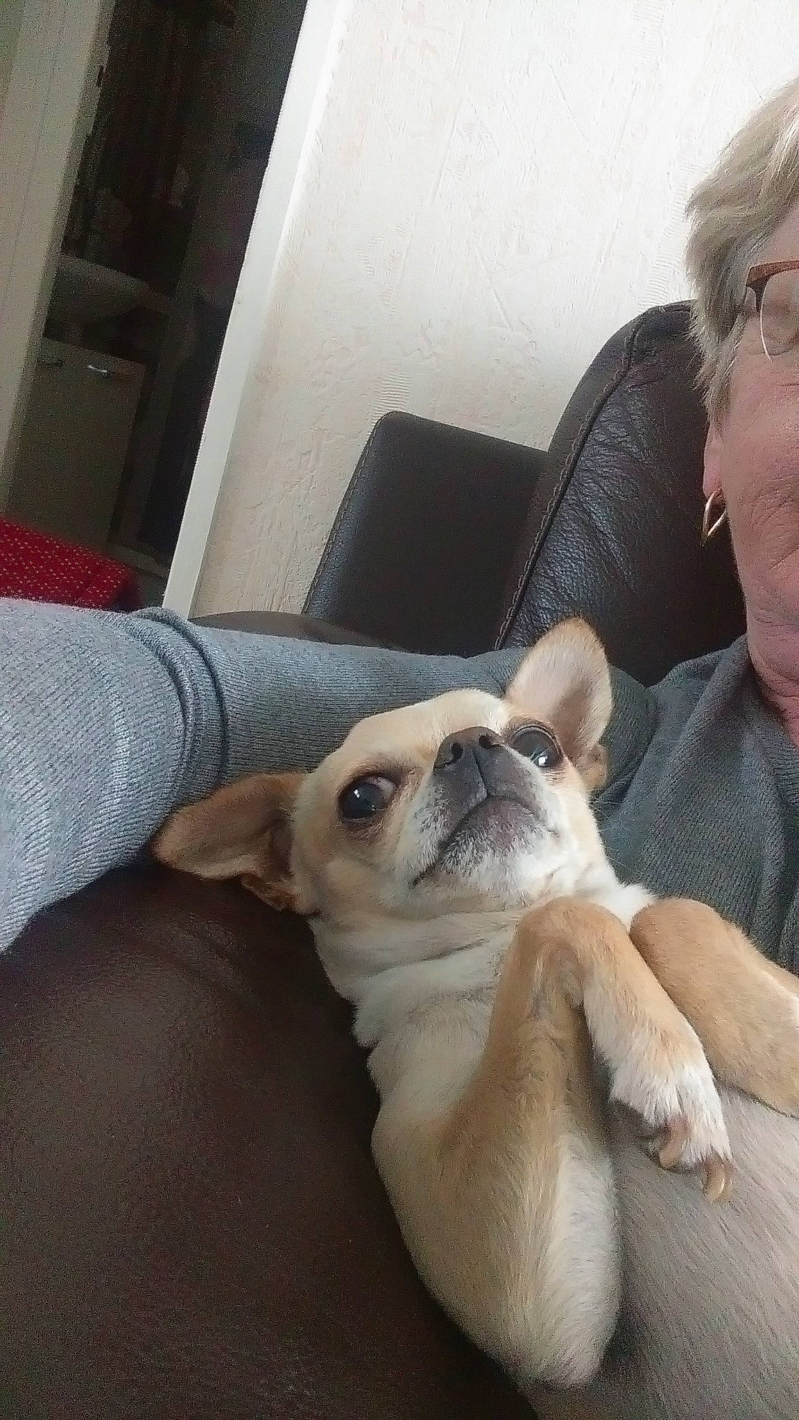 Hisko a rejoint le concours — aidez-le/la à gagner de superbes lots ! canidae, carnivore, companion_dog, dog, dog_breed, fawn, french_bulldog, mammal, non_sporting_group, nose, pug, puppy, puppy_love, snout, toy_dog