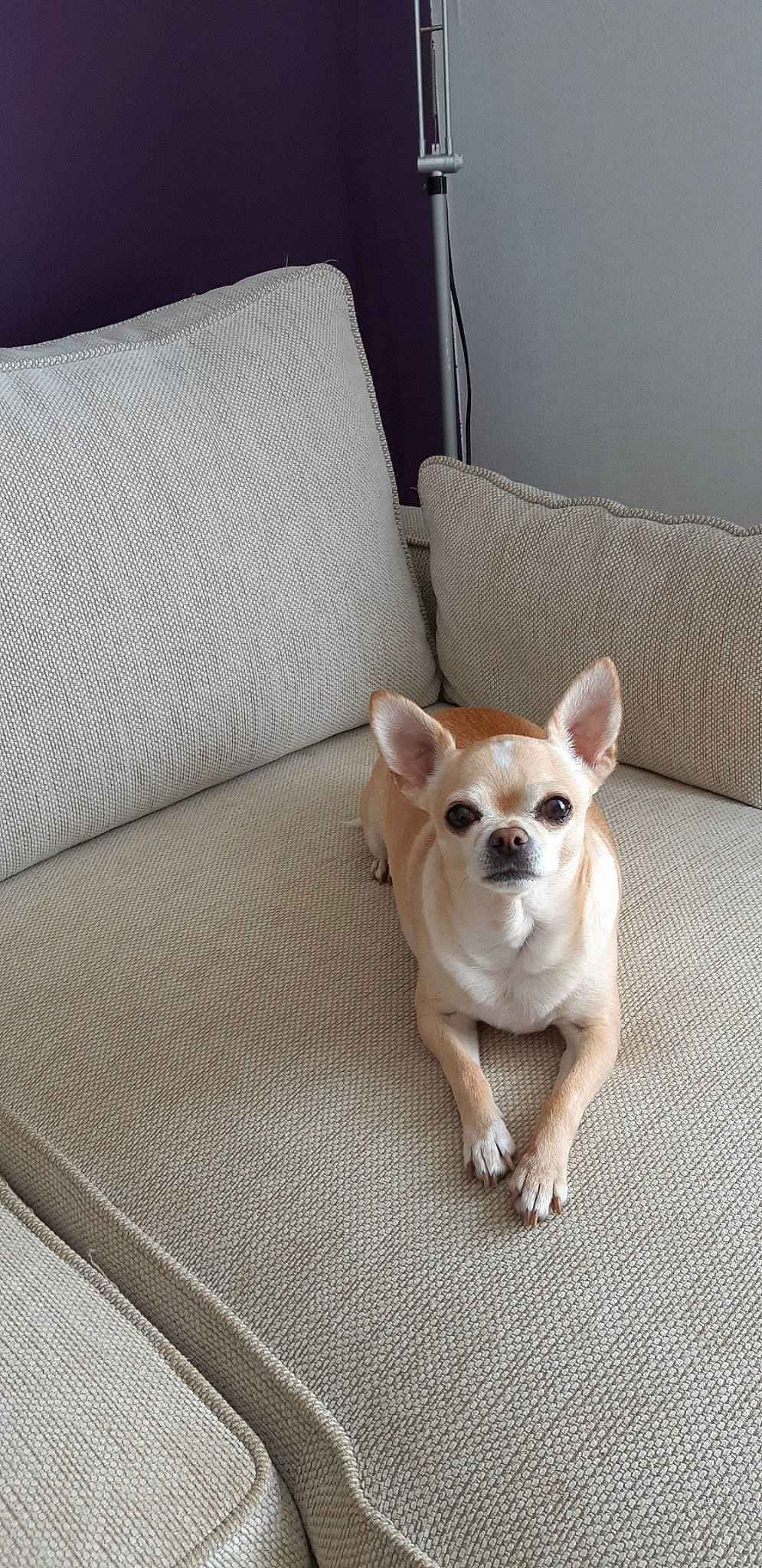 Hisko participe au concours pour gagner de l'argent avec cette photo : canidae, carnivore, chihuahua, companion_dog, dog, dog_breed, ear, fawn, french_bulldog, mammal, non_sporting_group, pembroke_welsh_corgi, puppy, snout, toy_dog, vertebrate